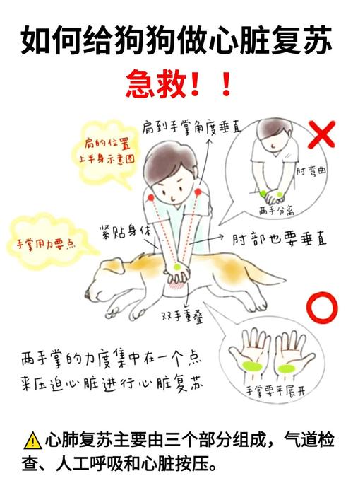 狗狗得了细小如何在家自救