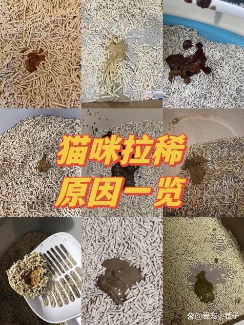 猫咪打完疫苗后拉稀