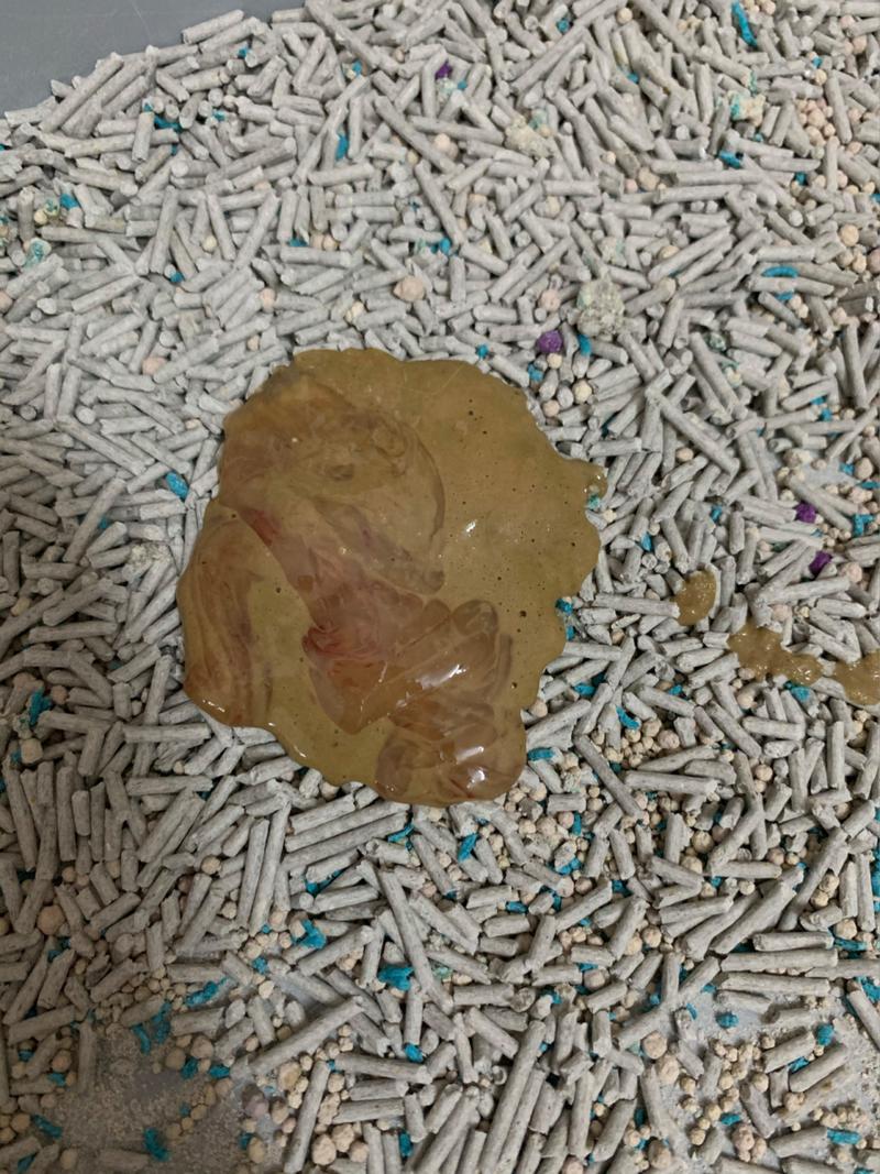 小猫打完疫苗拉稀