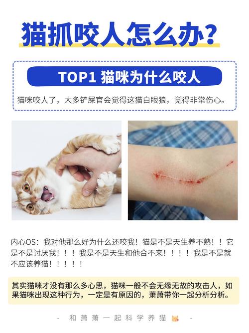 猫为什么突然发疯疯狂咬人