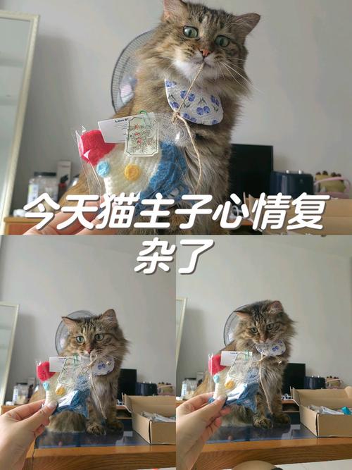 为什么有些猫主子会摸着摸着突然咬你一口?