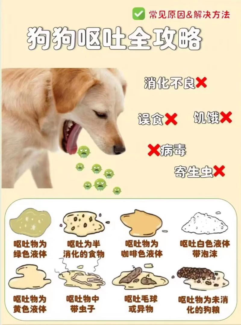 狗狗呕吐食物后没精神不吃饭怎么办?
