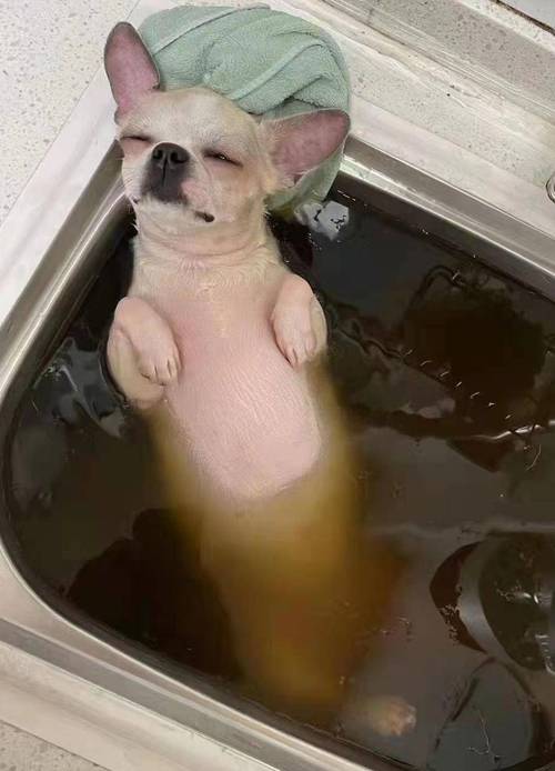 怀孕的狗狗可以洗澡吗?