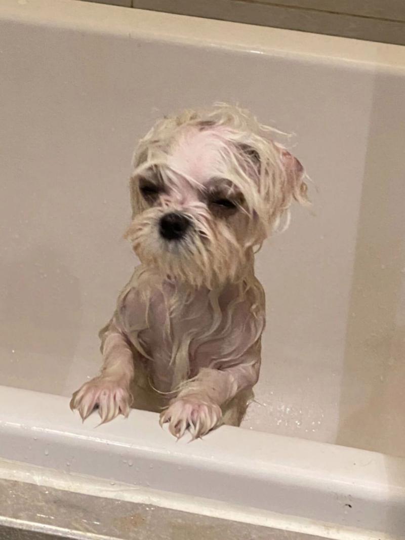 怀孕的狗能不能洗澡