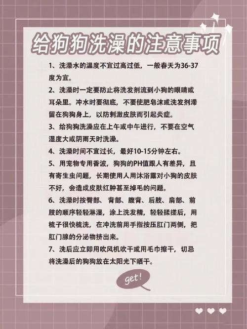 孕期狗狗洗澡注意事项