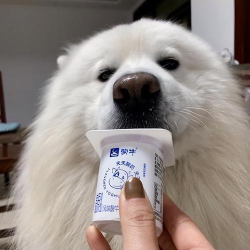 狗狗喝哪种酸奶比较好?
