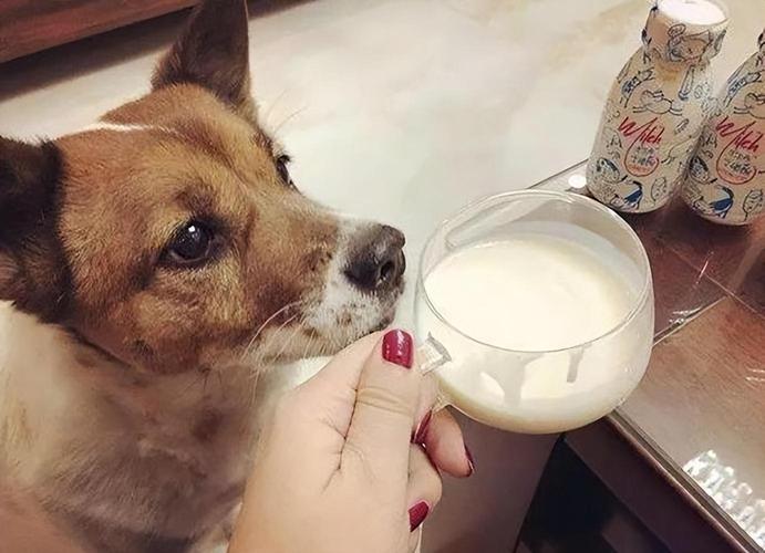 哪种酸奶对于狗狗来说更好呢?!