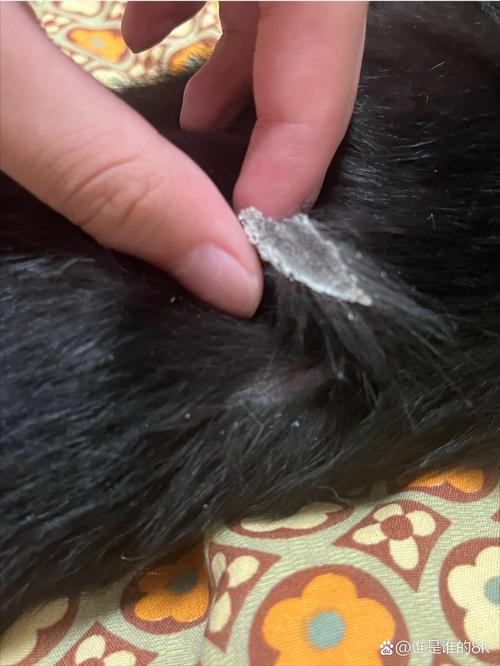猫咪皮肤出现大块黑色结痂是怎么回事?