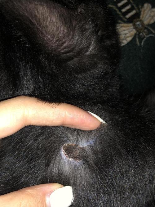 猫咪皮肤出现结痂是怎么回事?