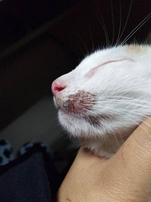 猫脸上有黑色结痂是啥