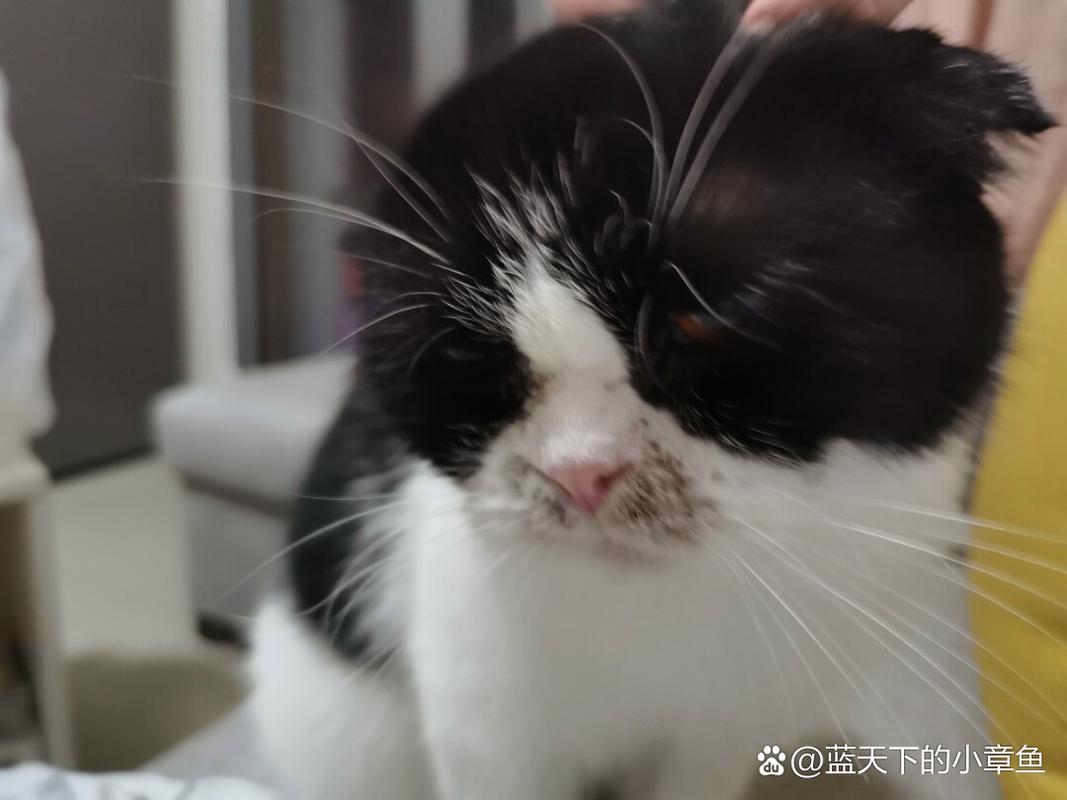 猫咪长了像结痂的东西是什么