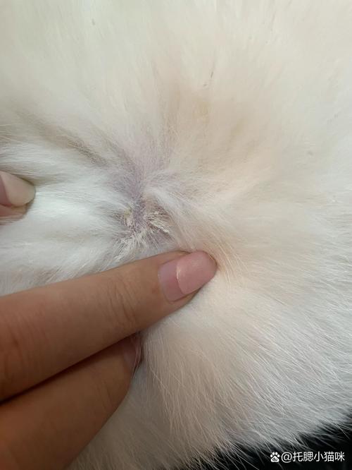 猫咪眼角有黑色结痂