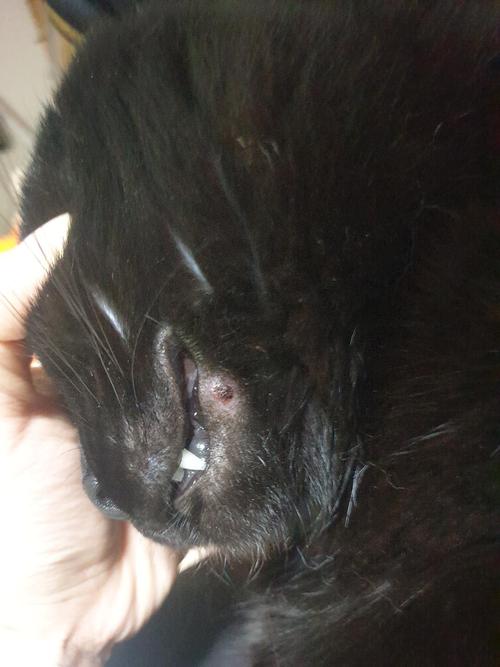 猫咪猫藓有黑色的结痂