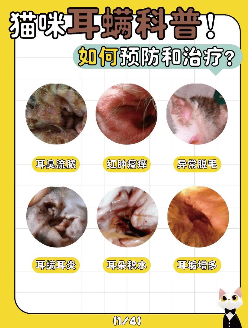 猫咪耳朵瘙痒该怎么办?