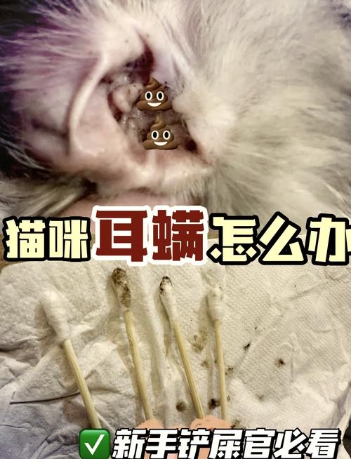 猫耳朵痒,一直抓,怎么办