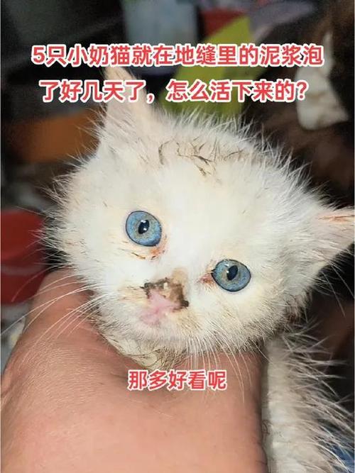 猫咪一般多久不吃饭就会饿死