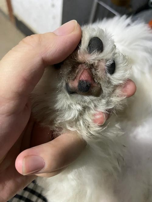 狗狗脚掌破了怎么处理