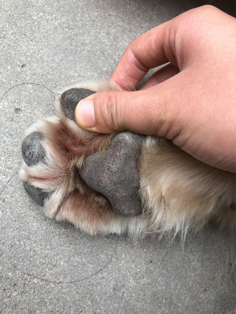 狗狗的脚掌踩到玻璃划破了,怎么办有什么好方法