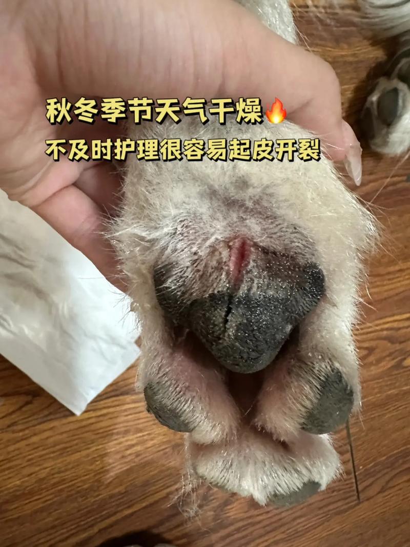 狗狗脚掌磨破皮怎么办