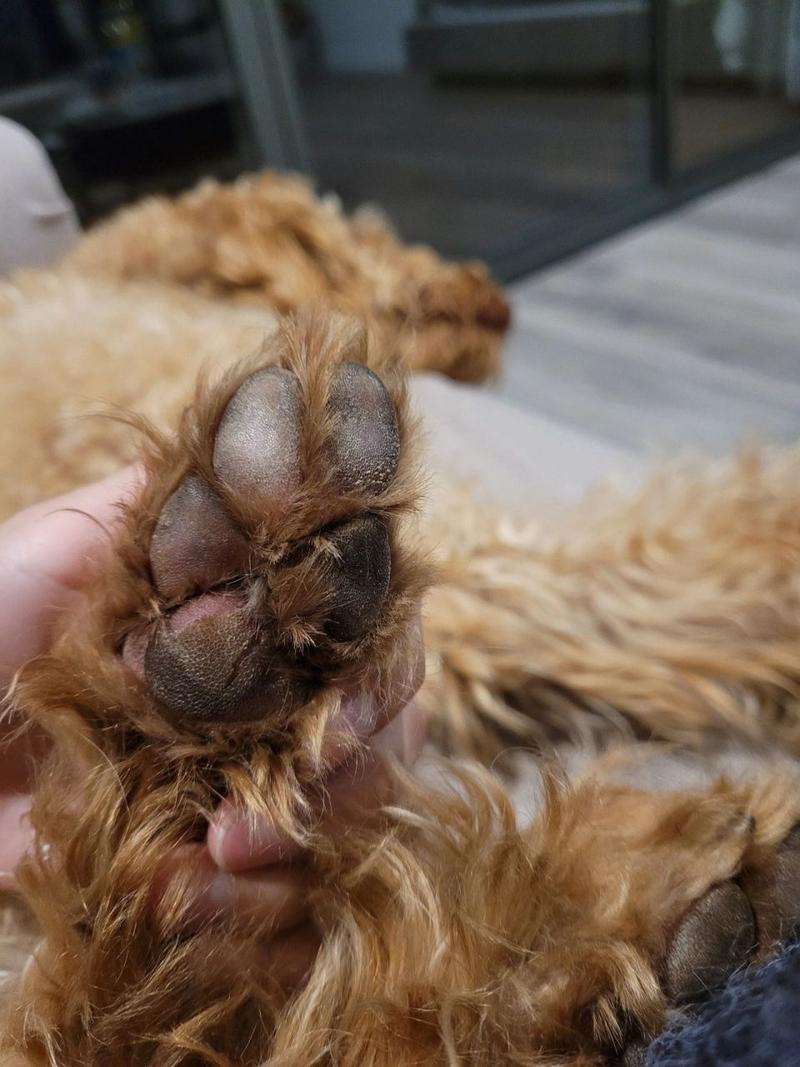 狗脚掌肉垫破了怎么办