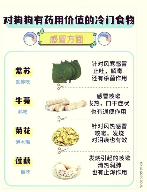 狗狗感冒不吃东西怎么办