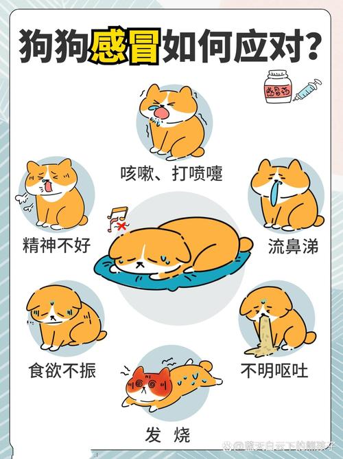 狗狗感冒不吃东西没精神怎么办