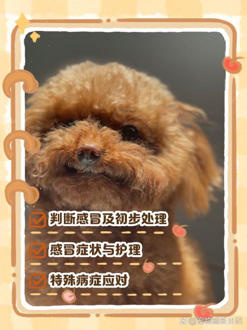 小狗感冒不吃东西咋办