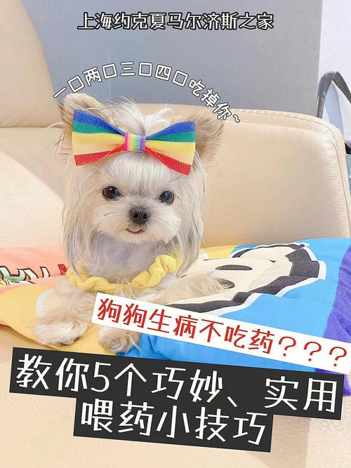 狗感冒流鼻涕不吃药怎么办