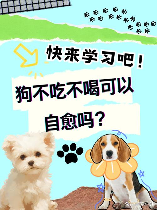 狗狗不吃药怎么办?