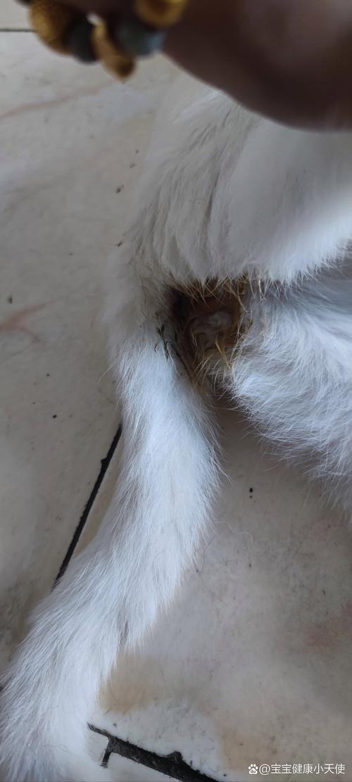 猫屁股出血怎么回事(还会出东西(猫咪屁股有血是怎么了)