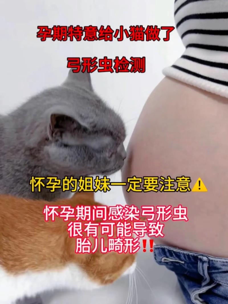 家里有孕妇养猫时需要注意些什么?