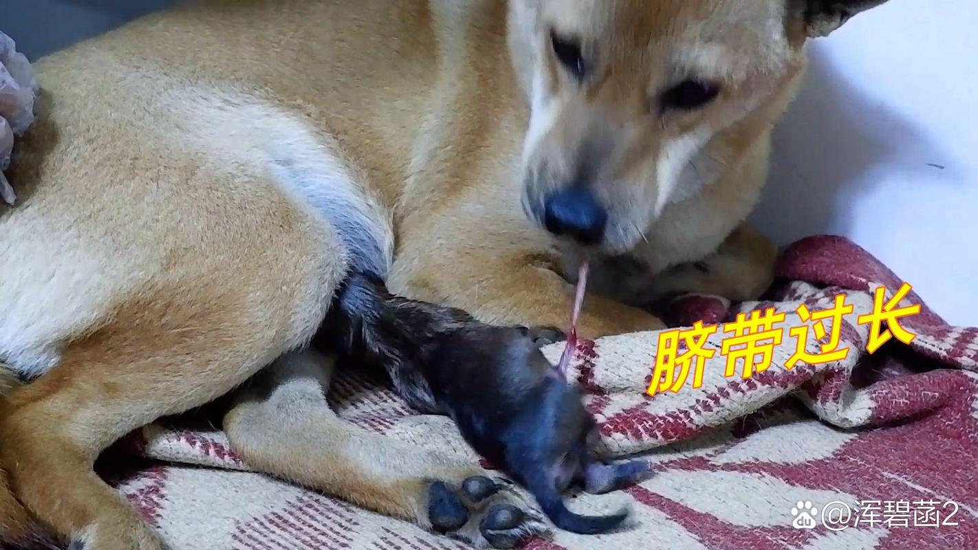 小狗脐带怎么剪