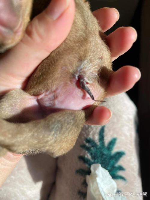 狗狗生小狗怎么帮忙剪脐带