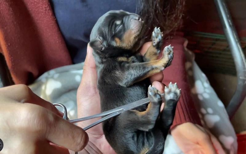 狗狗脐带怎么剪