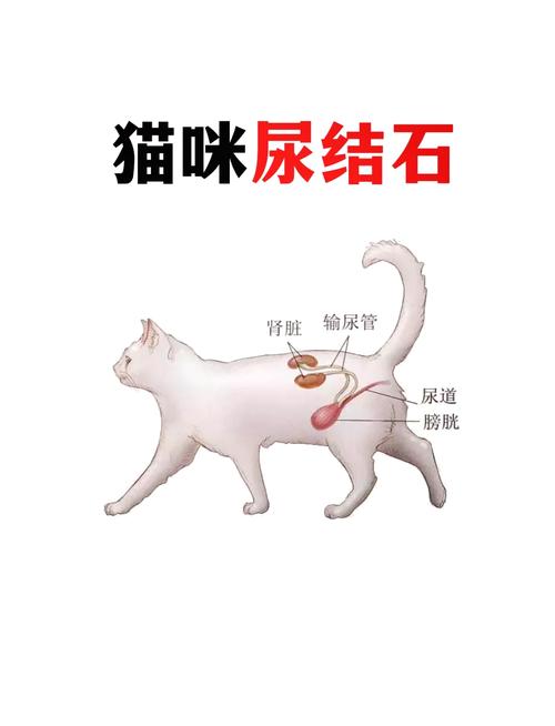 猫尿结石最快的排出方法