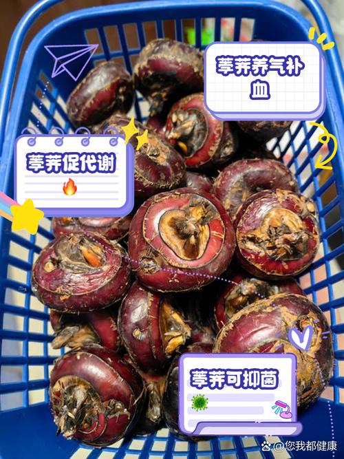 狗狗能吃荸荠吗