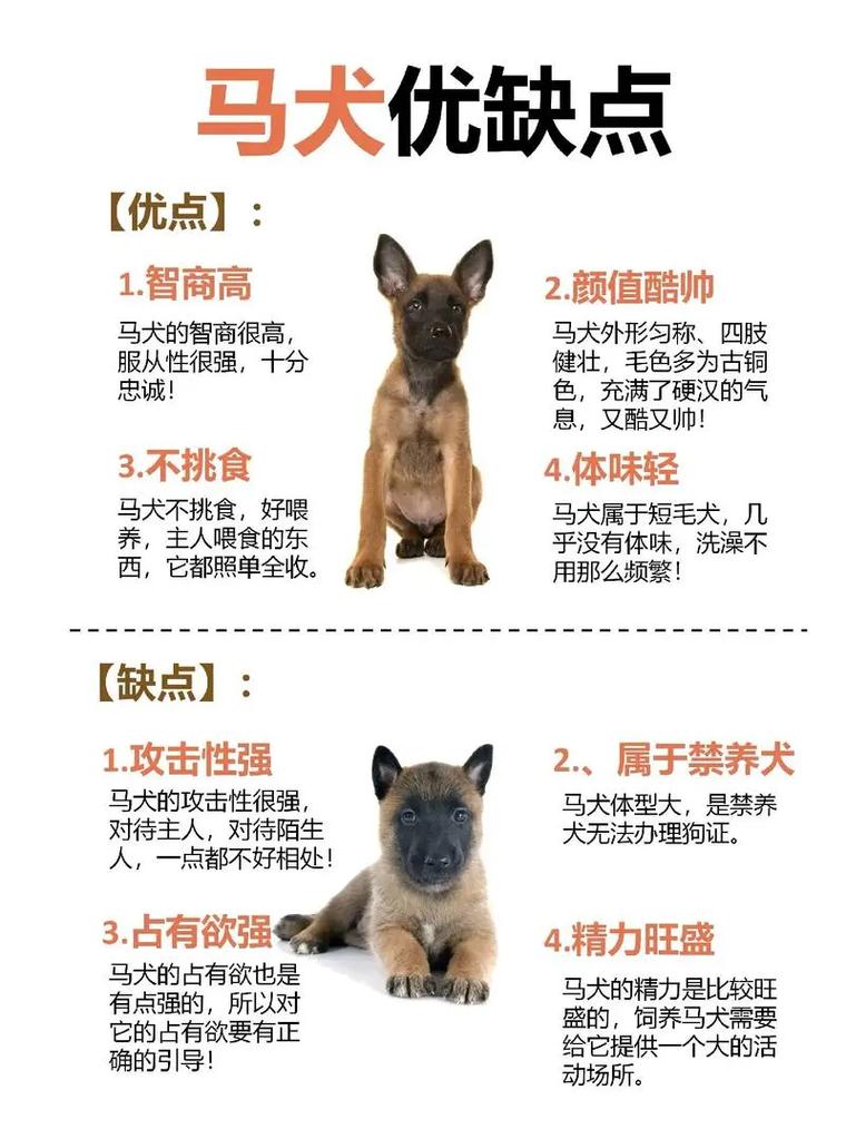 狗狗为什么不吃马蹄