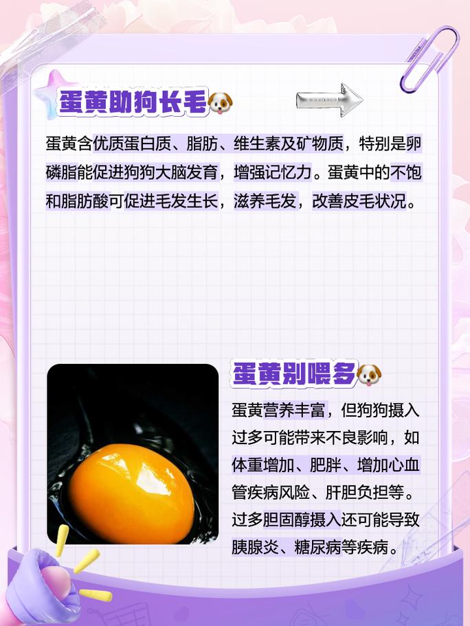 泰迪可以吃鸡蛋黄吗