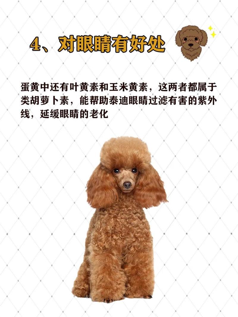 比熊吃蛋黄有什么好处