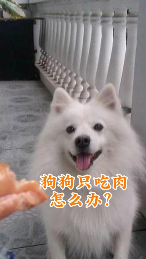 法斗挑食不吃狗粮只吃肉该怎么解决?