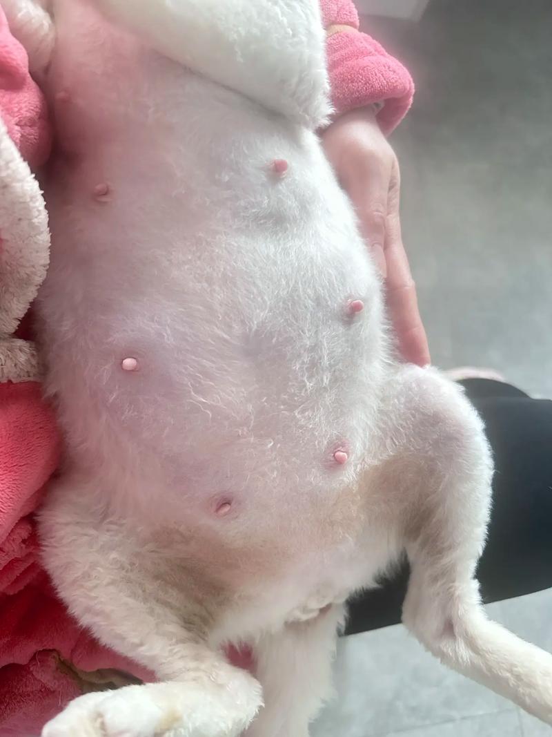 猫咪怀孕50天肚子不大