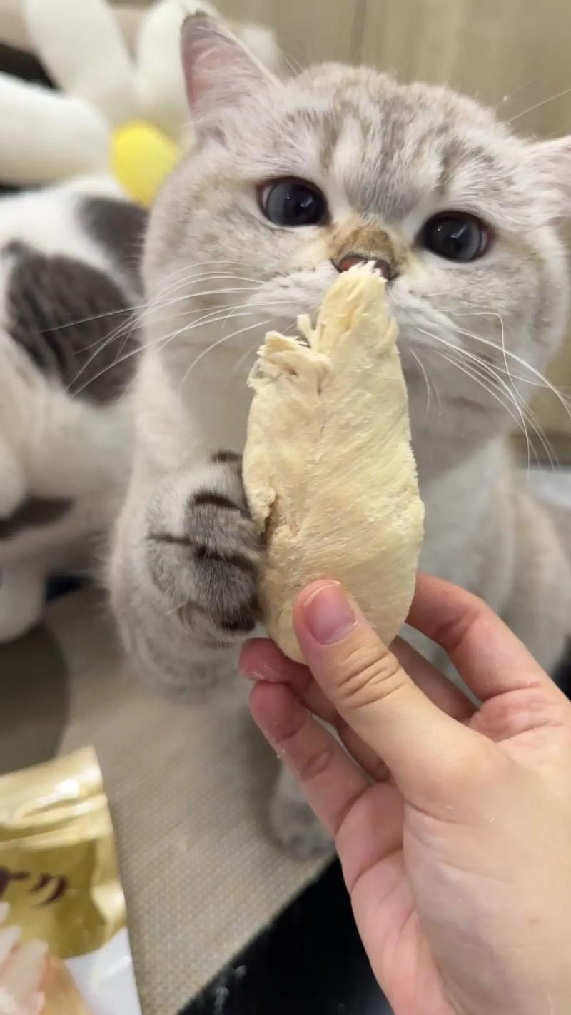 猫可以每天吃煮熟的鸡肉吗?