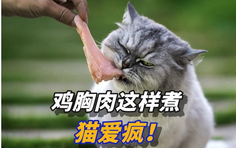 可以天天喂猫吃鸡胸肉吗?