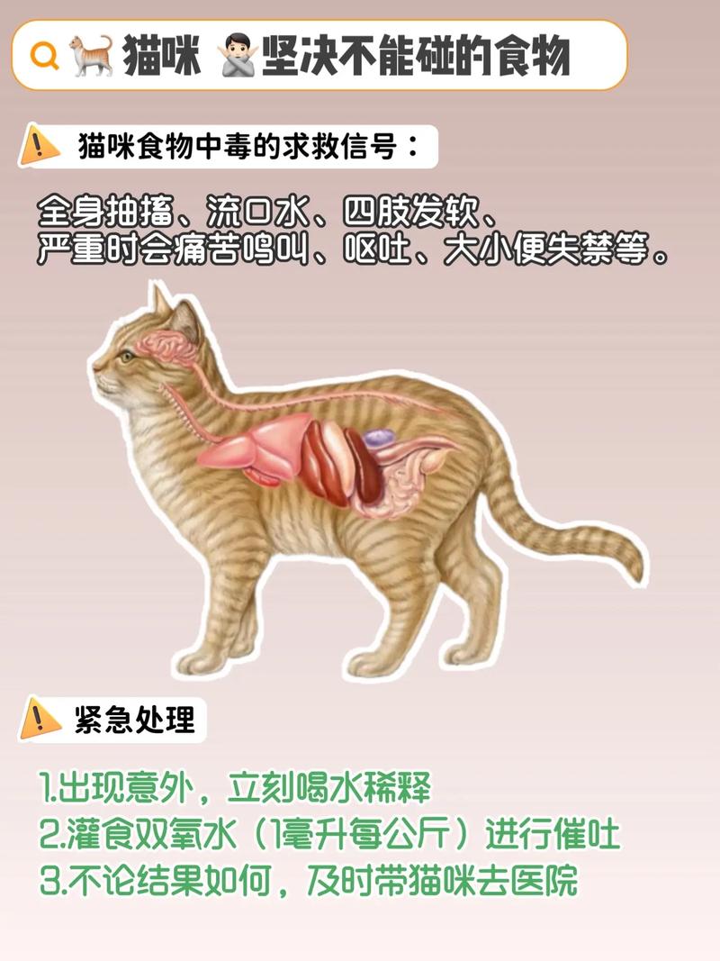 猫能不能吃大白豆腐