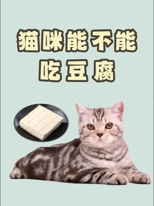 什么时候吃豆腐对猫咪不好?
