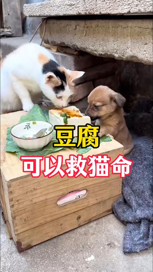 猫能不能吃豆腐