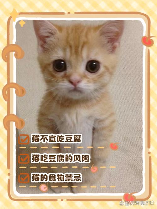 猫咪吃豆腐能补充哪些营养?