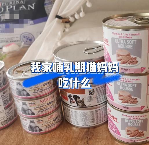 猫咪奶水不足吃什么好?