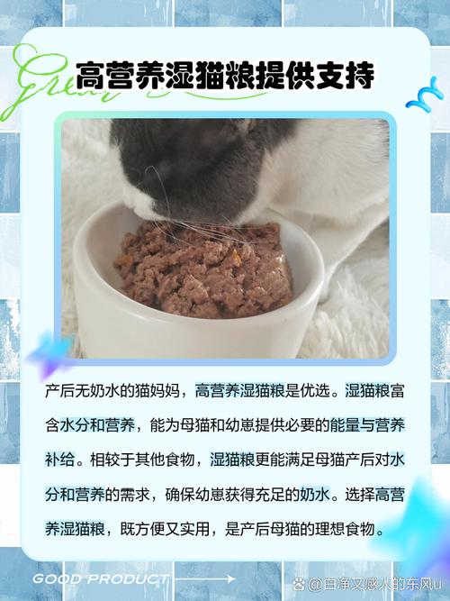 猫咪吃什么有助于下奶?