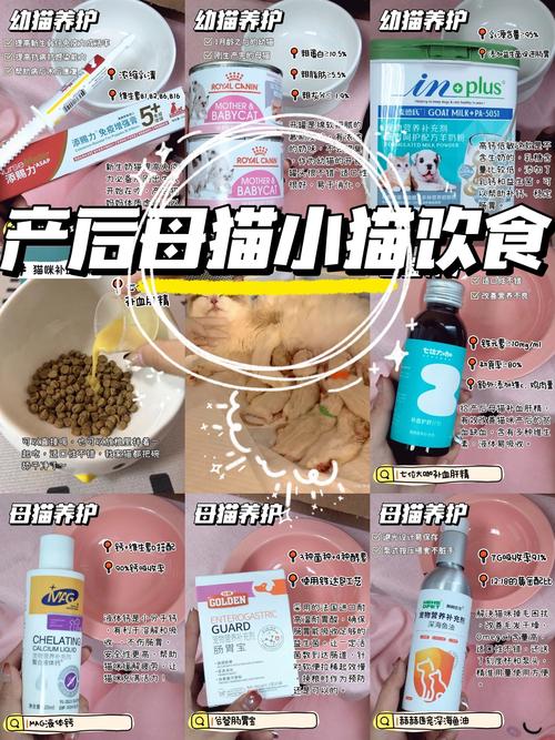 猫咪下完崽吃什么催奶